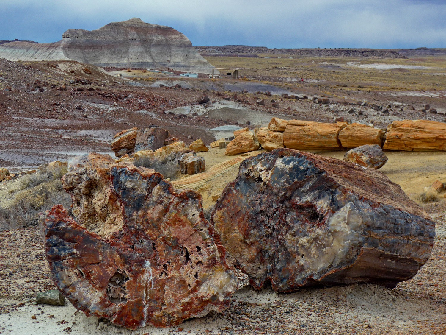 Petrified logs in the Crystal Forest